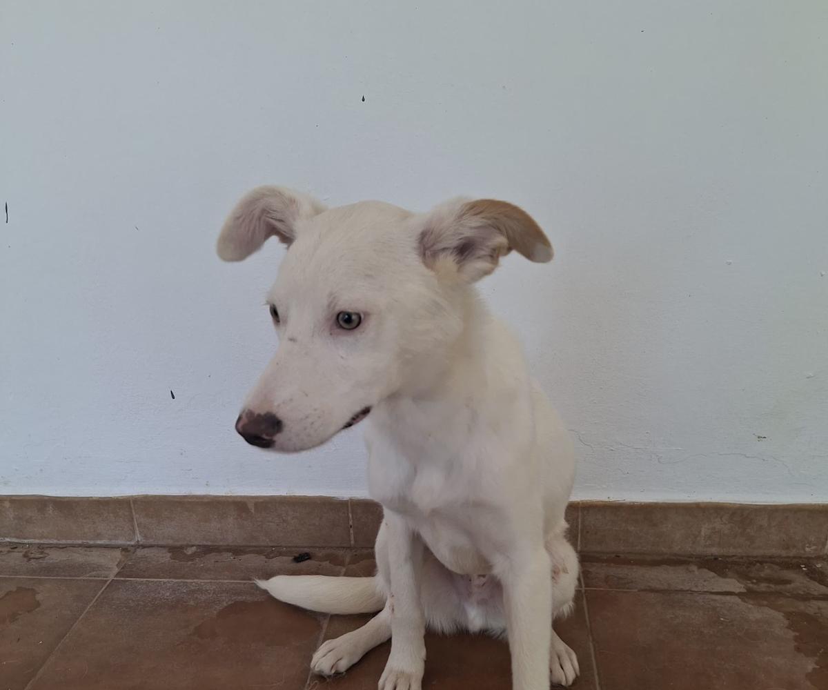 Blanco - YM26305NPLH Blanco - YM26305NPLH