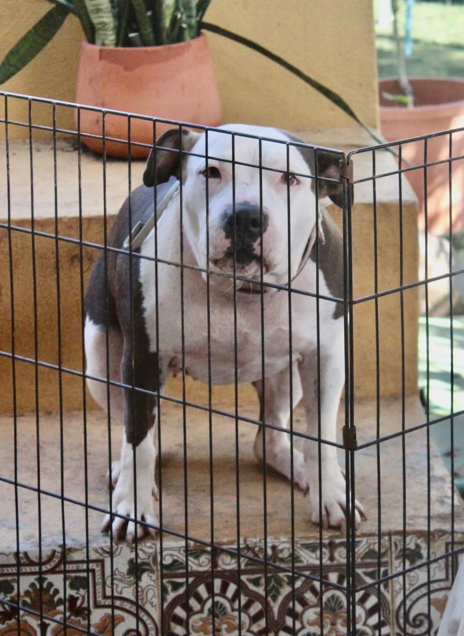 Vaquita - AF25218ML Vaquita - AF25218ML