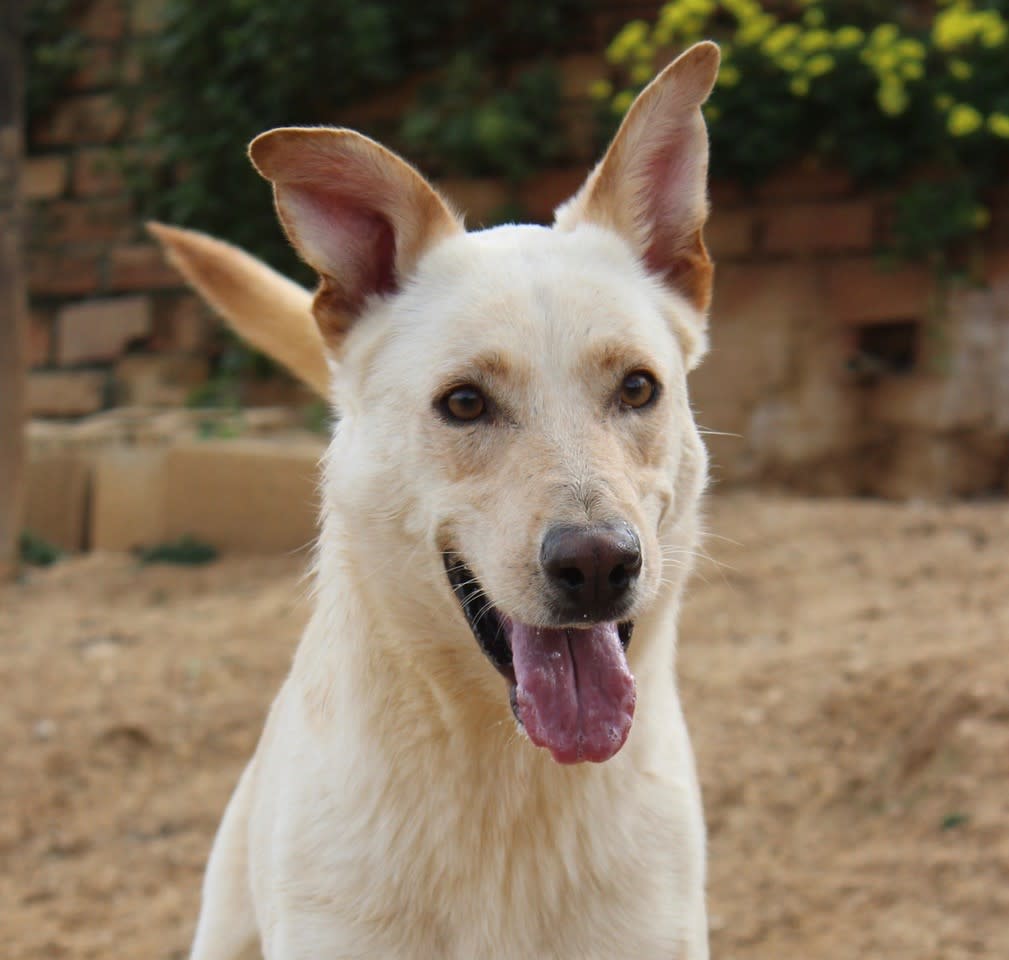 Cooper - AM2430PL Cooper - AM2430PL