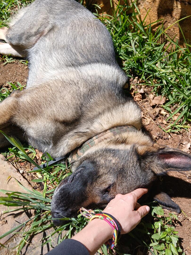 Loba - AF26290