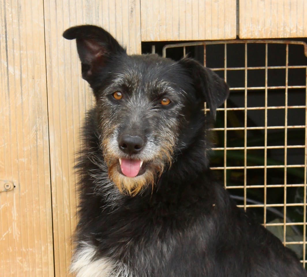 Cloe - AF2473PL Cloe - AF2473PL