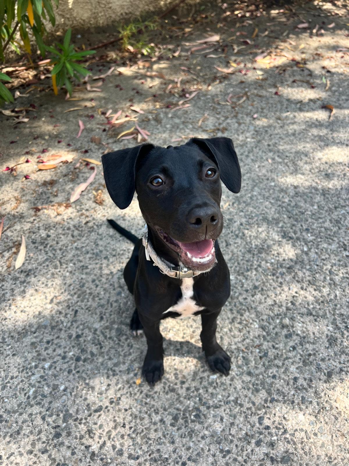 Jet - PF25120 Jet - PF25120