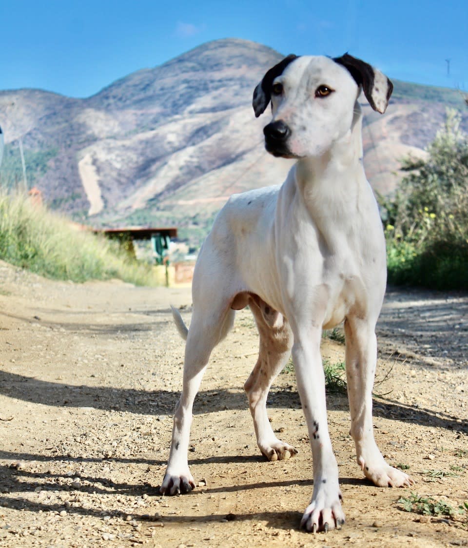 Dermot - YM2424SS Dermot - YM2424SS