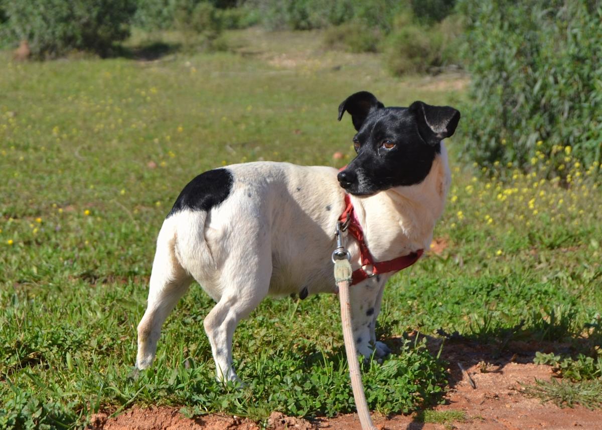 Kelly - AF25145LC Kelly - AF25145LC