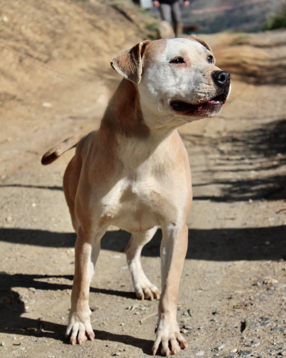 Sofia - AF2418SS Sofia - AF2418SS