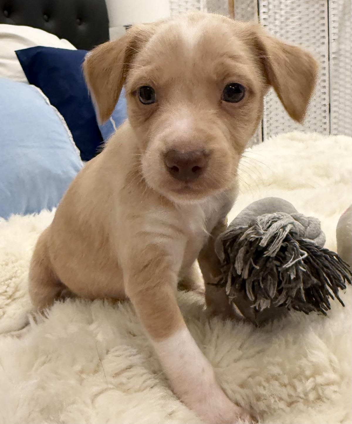 Alfie - PM26244TA Alfie - PM26244TA