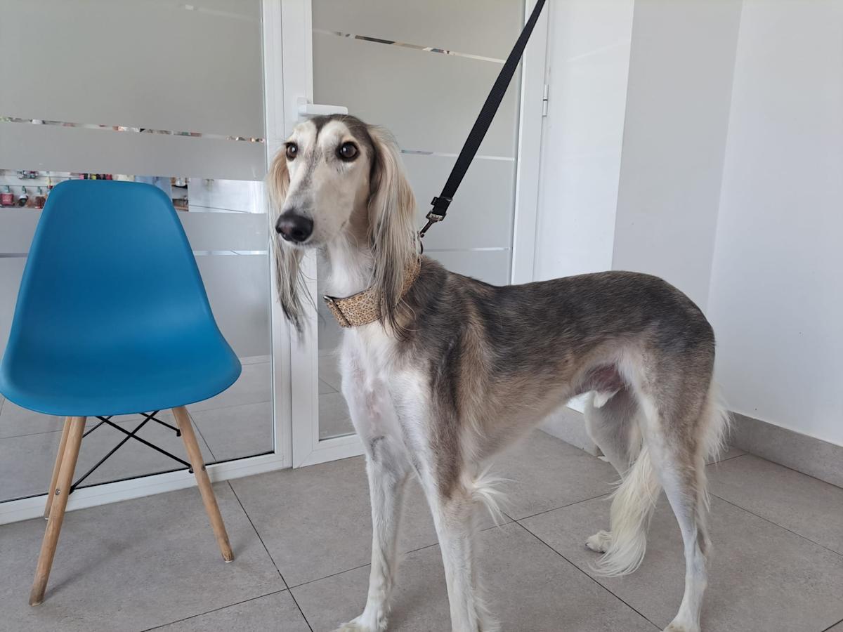 Tiger - AM25173 Tiger - AM25173