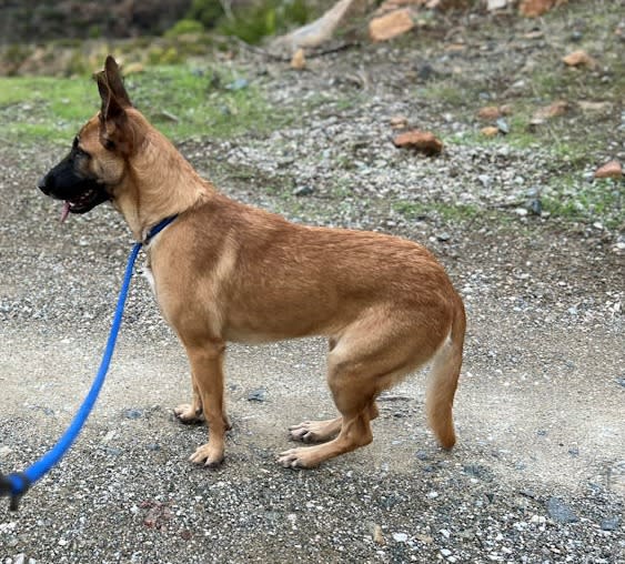 Ginger - AM26253AD Ginger - AM26253AD