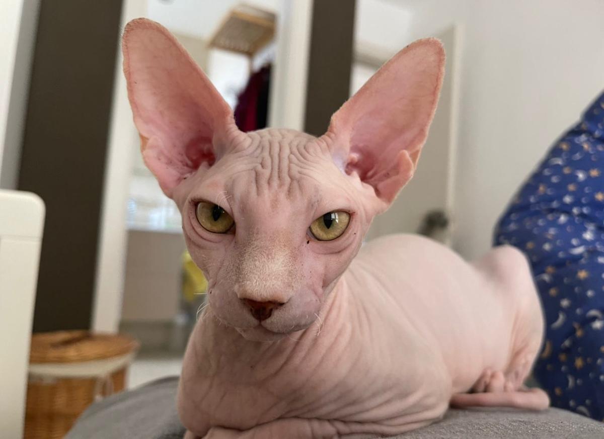 Loki - YM2460 Loki - YM2460