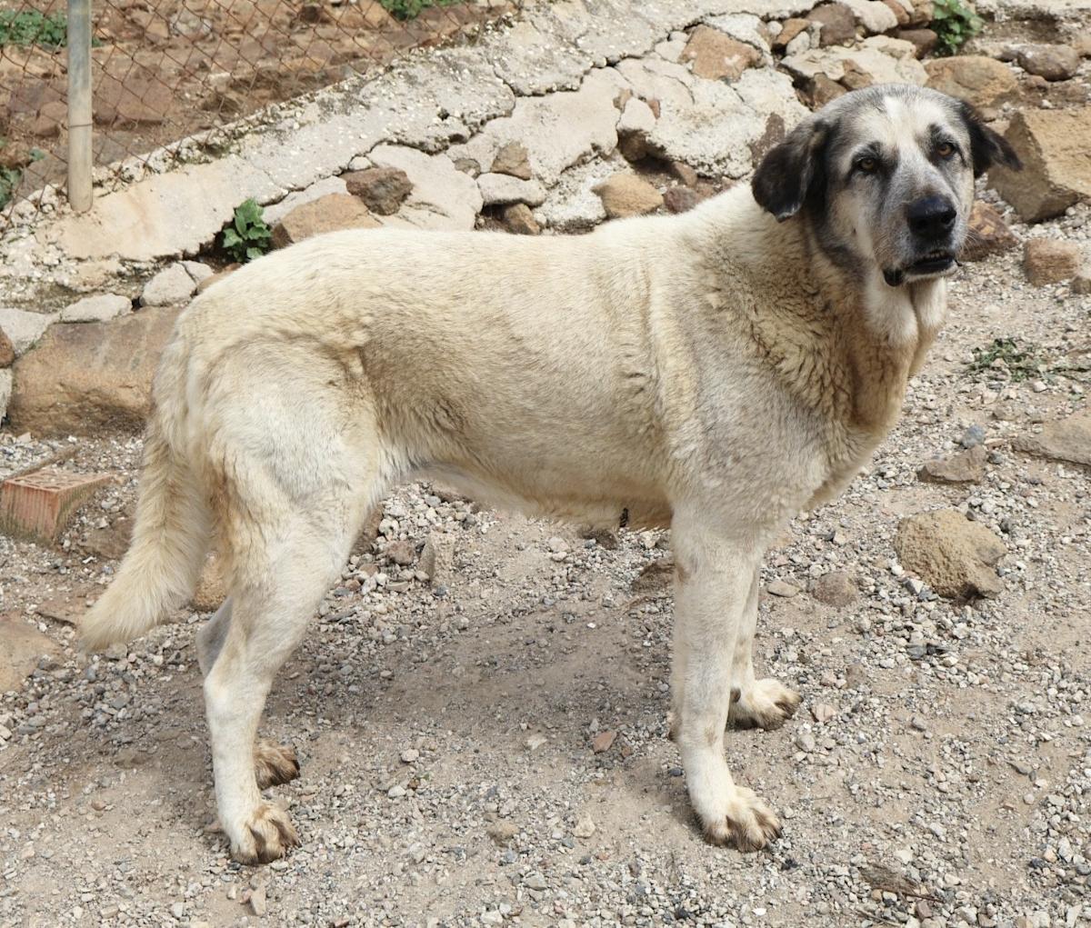 Noodle - AF25171AD Noodle - AF25171AD