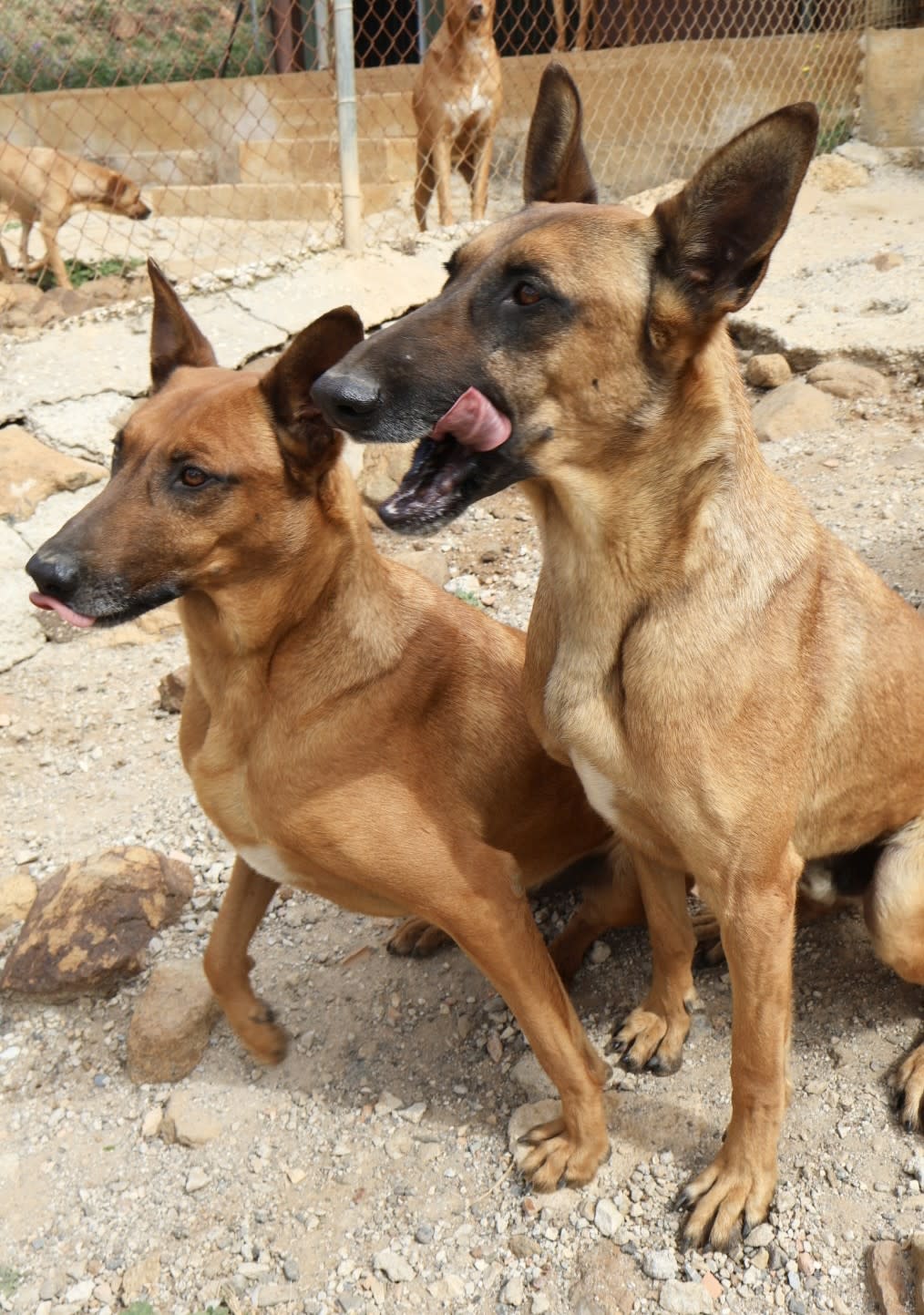 Ranger AD - AM25169AD Ranger AD - AM25169AD