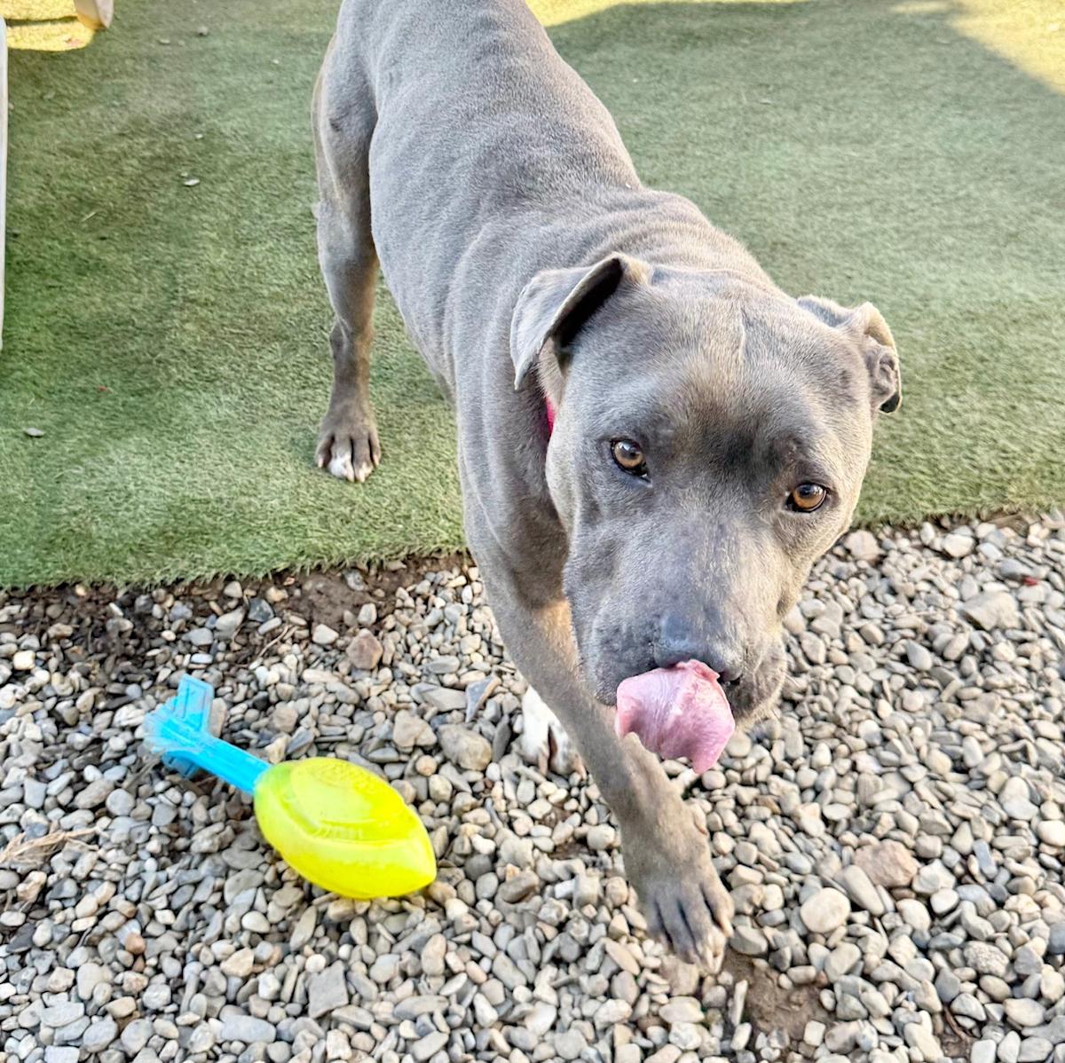 Pedrito - AM26263ML Pedrito - AM26263ML