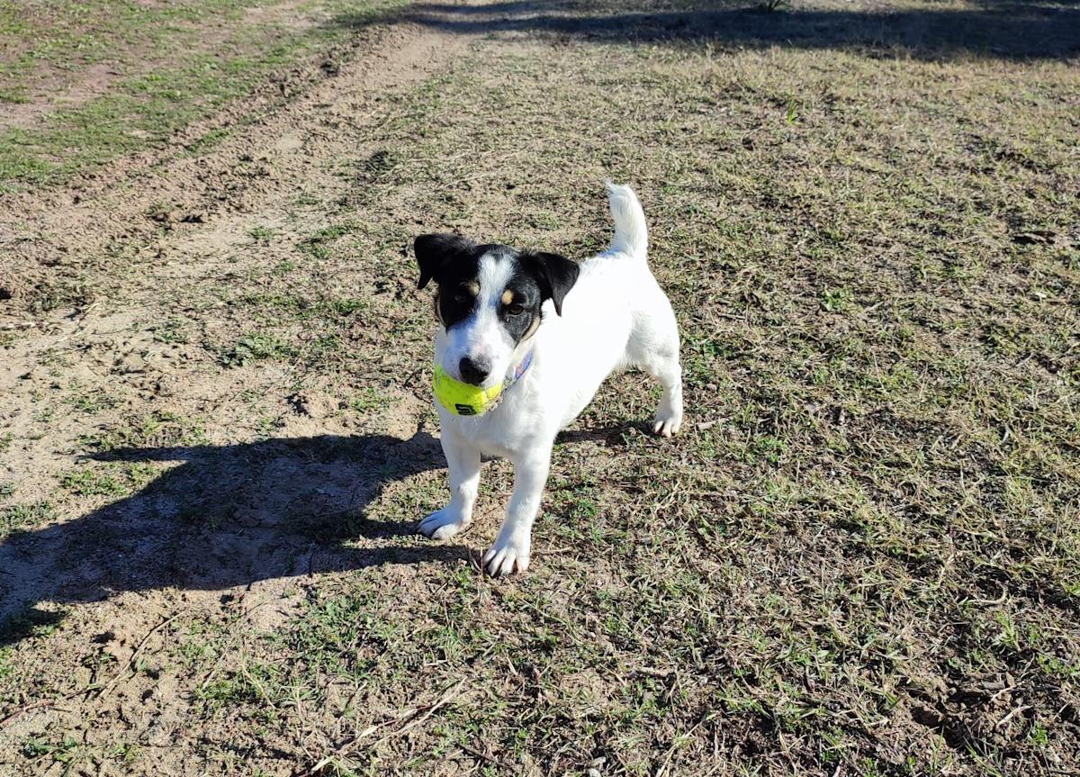 Pancho  - AM25156 Pancho  - AM25156