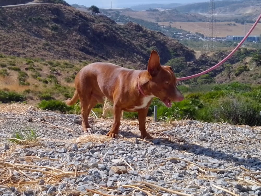 Bobo - AM26267AD Bobo - AM26267AD