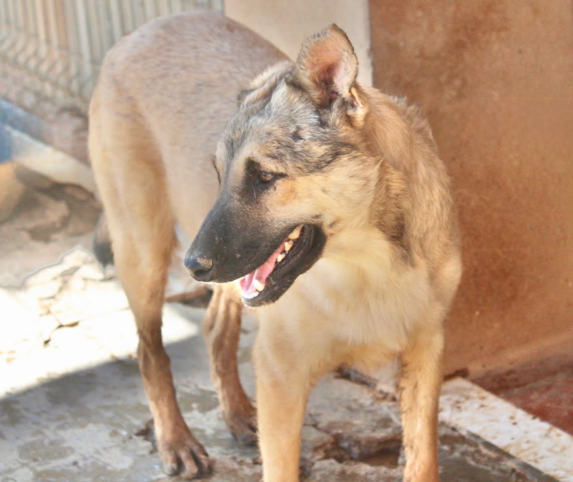 Chester - YM24107PL Chester - YM24107PL