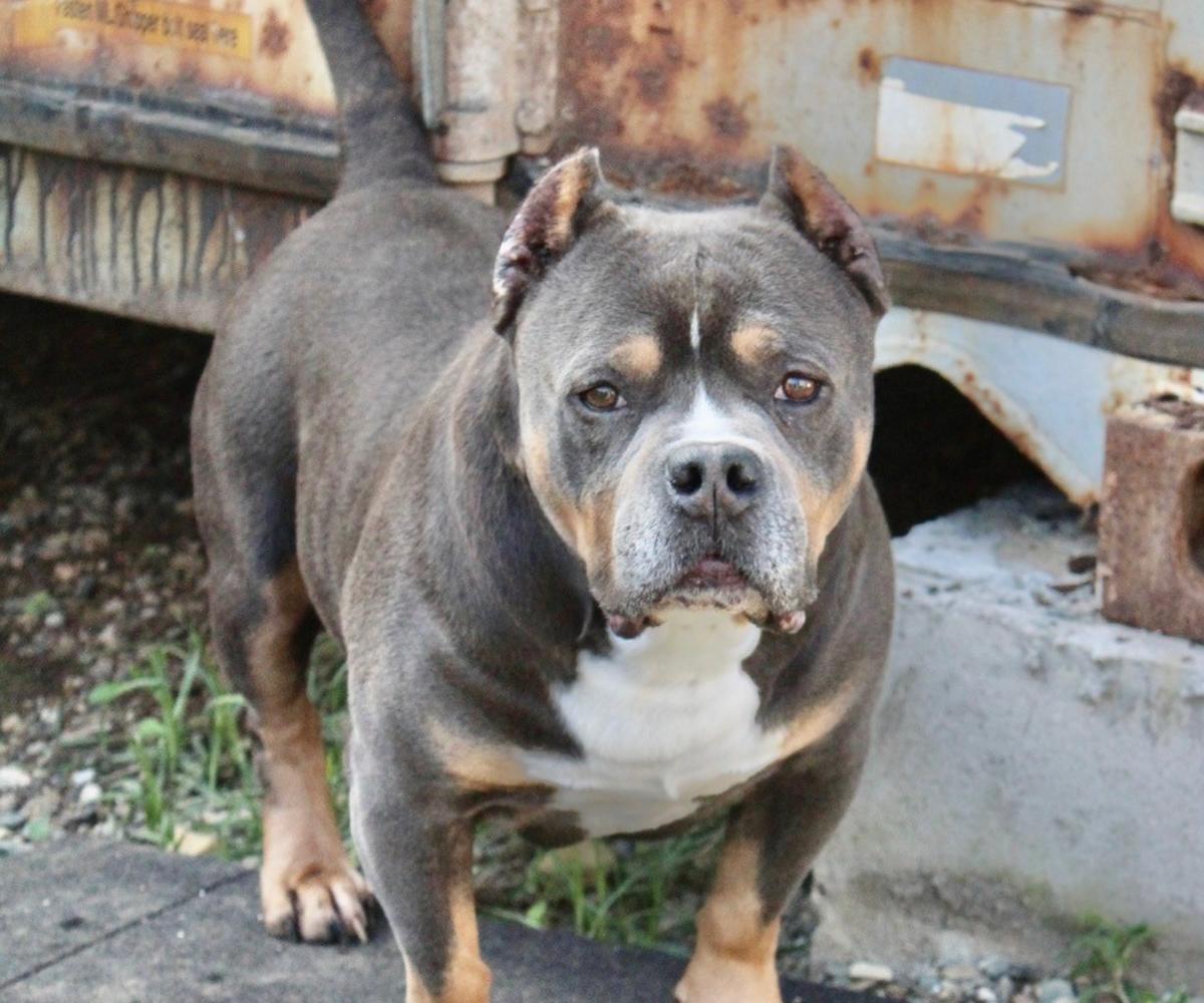 CocoML - AM2522ML CocoML - AM2522ML