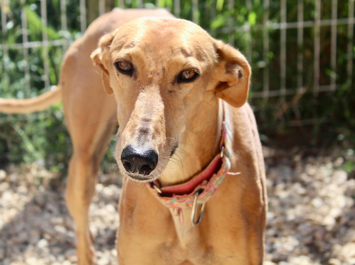 Canela - AF2449FC Canela - AF2449FC