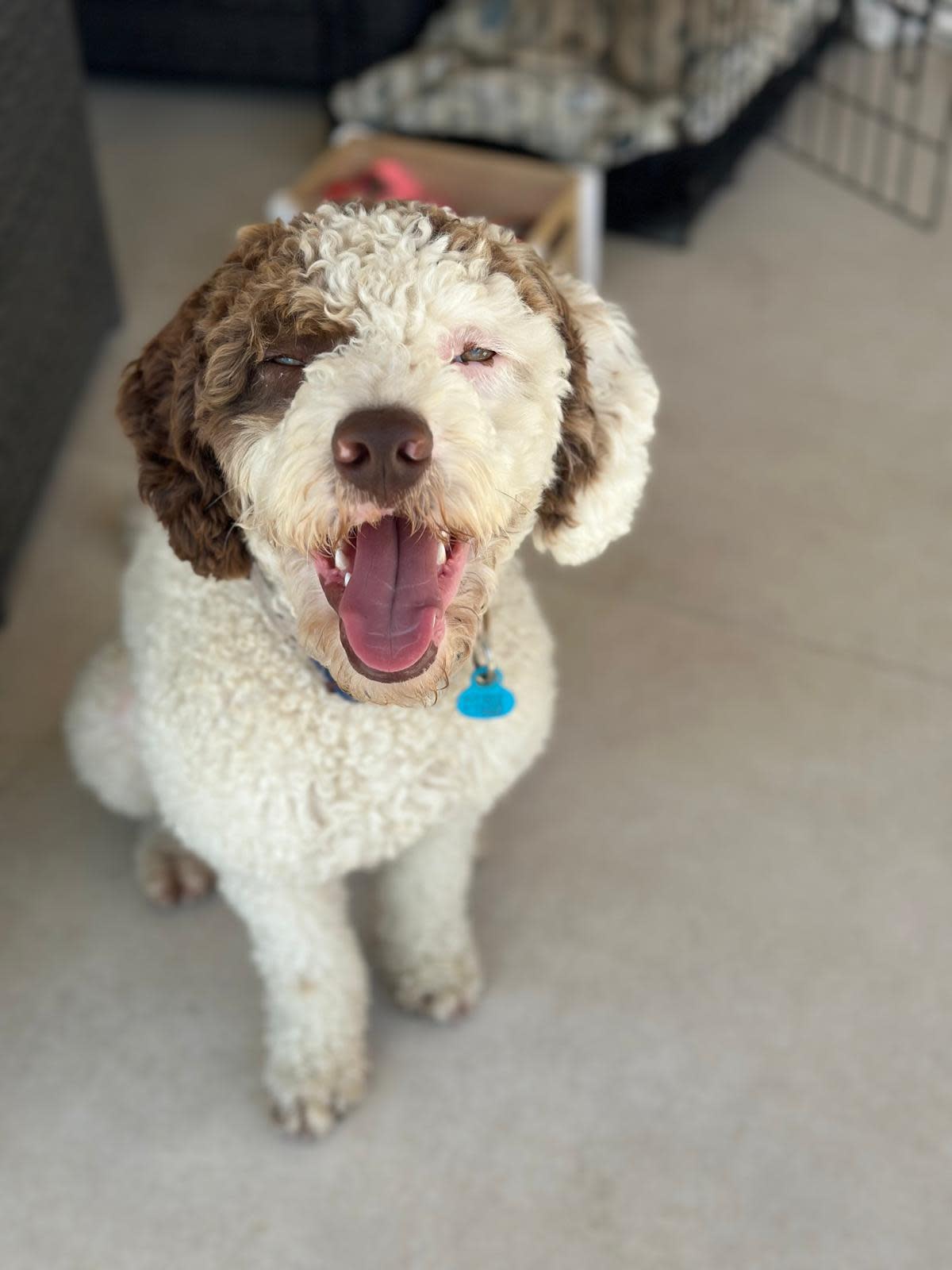 Guido - YM2459RH Guido - YM2459RH