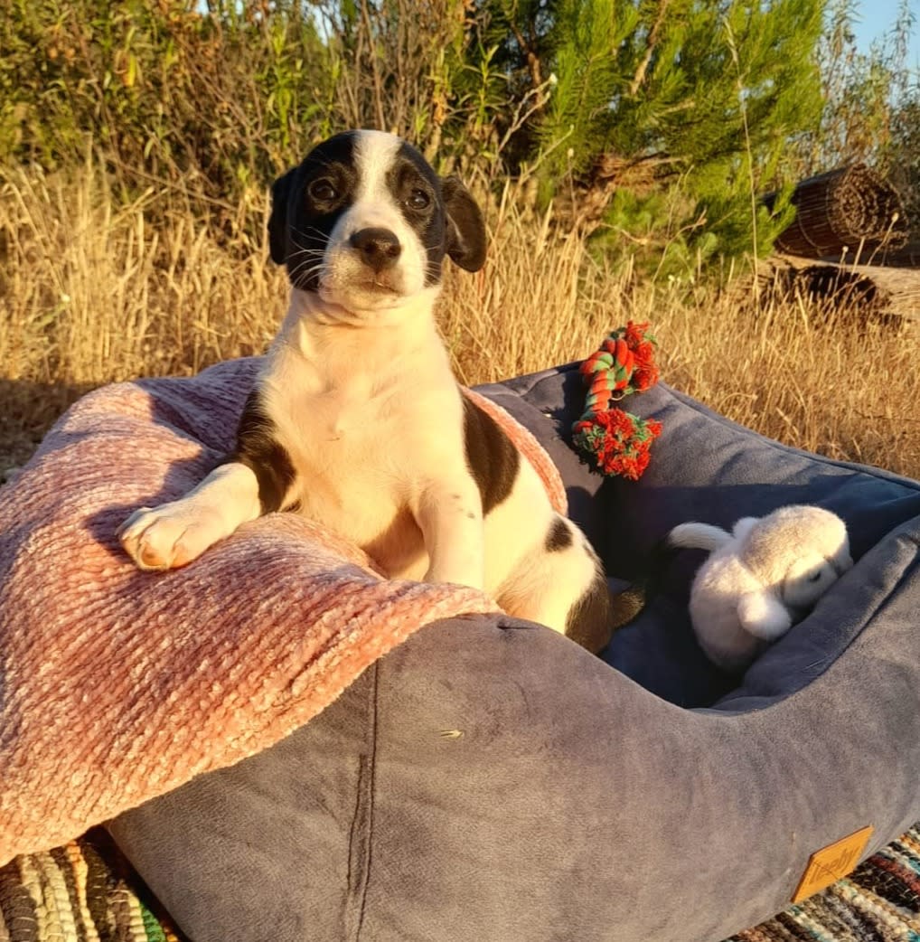 Loli - PF25179 Loli - PF25179