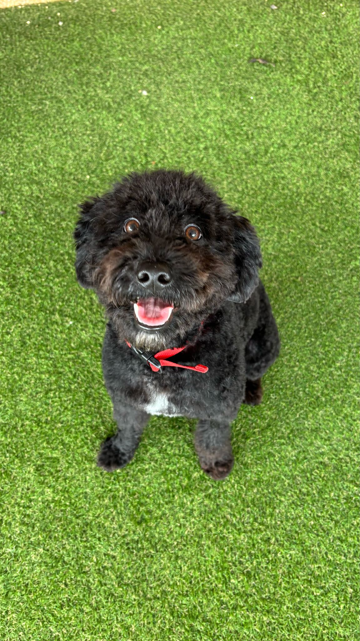 Nico - YM25124 Nico - YM25124