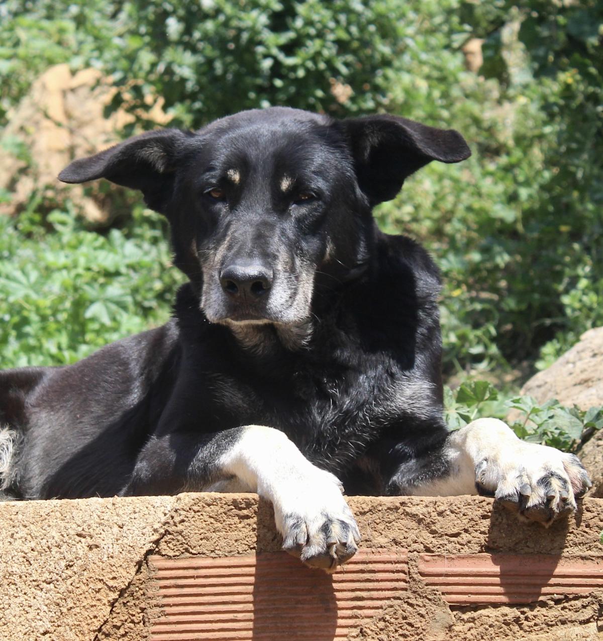 Panther - AM25155AD Panther - AM25155AD