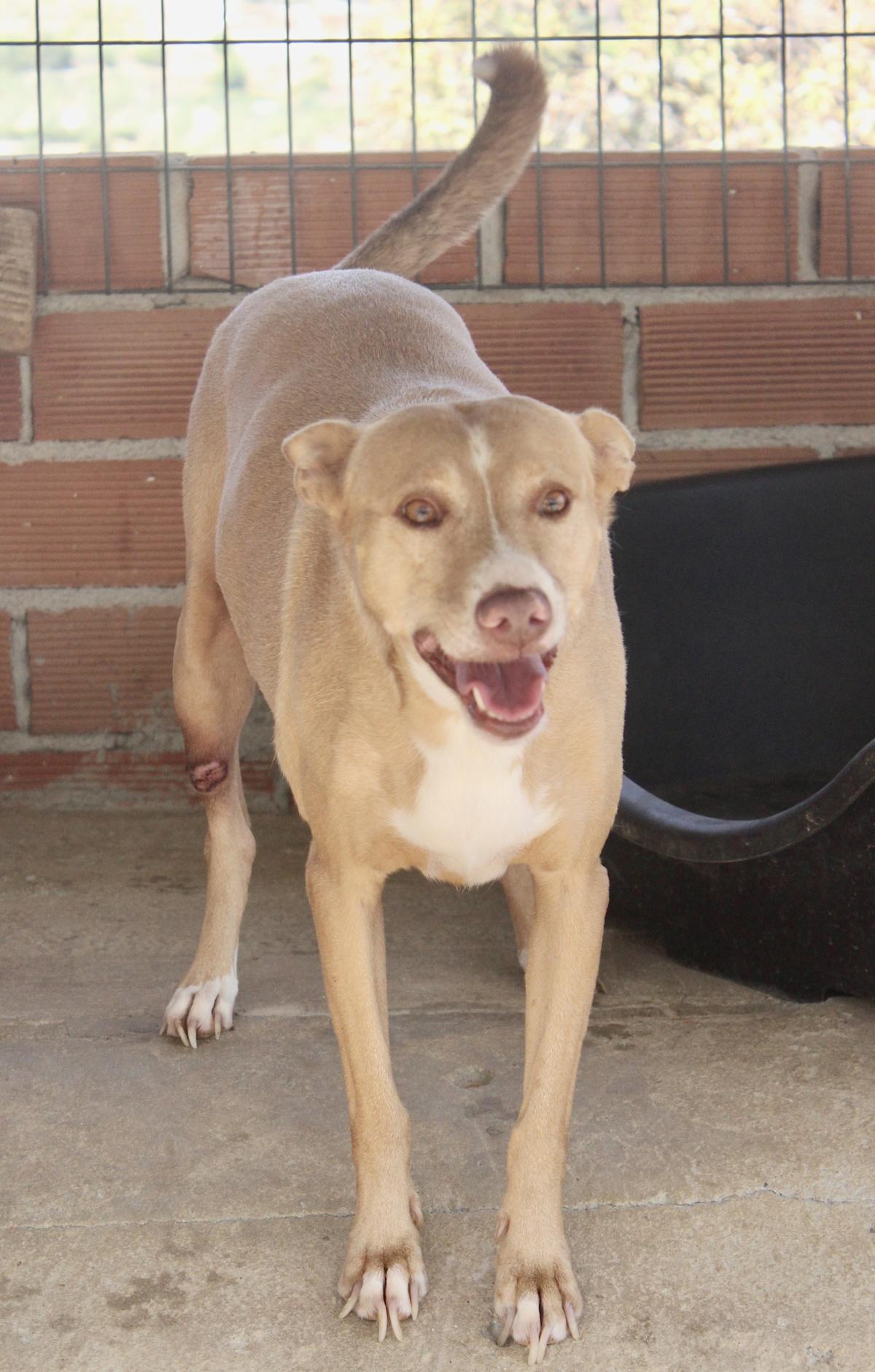 Monty - AM24106PL Monty - AM24106PL