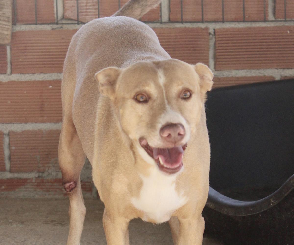 Monty - AM24106PL Monty - AM24106PL