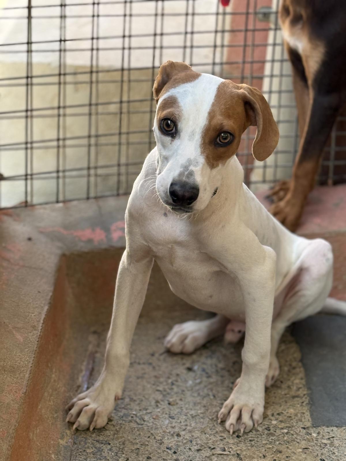 Sausage - PM25181 Sausage - PM25181