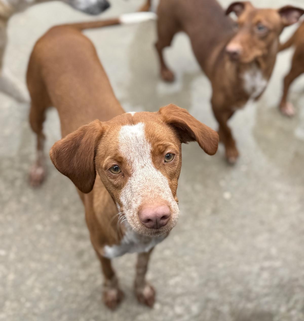 Ferrero - YM25233LB Ferrero - YM25233LB