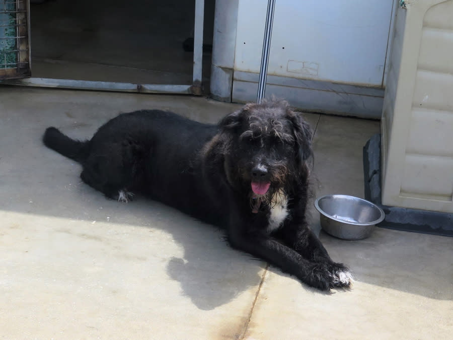 Leo - AM25237 Leo - AM25237