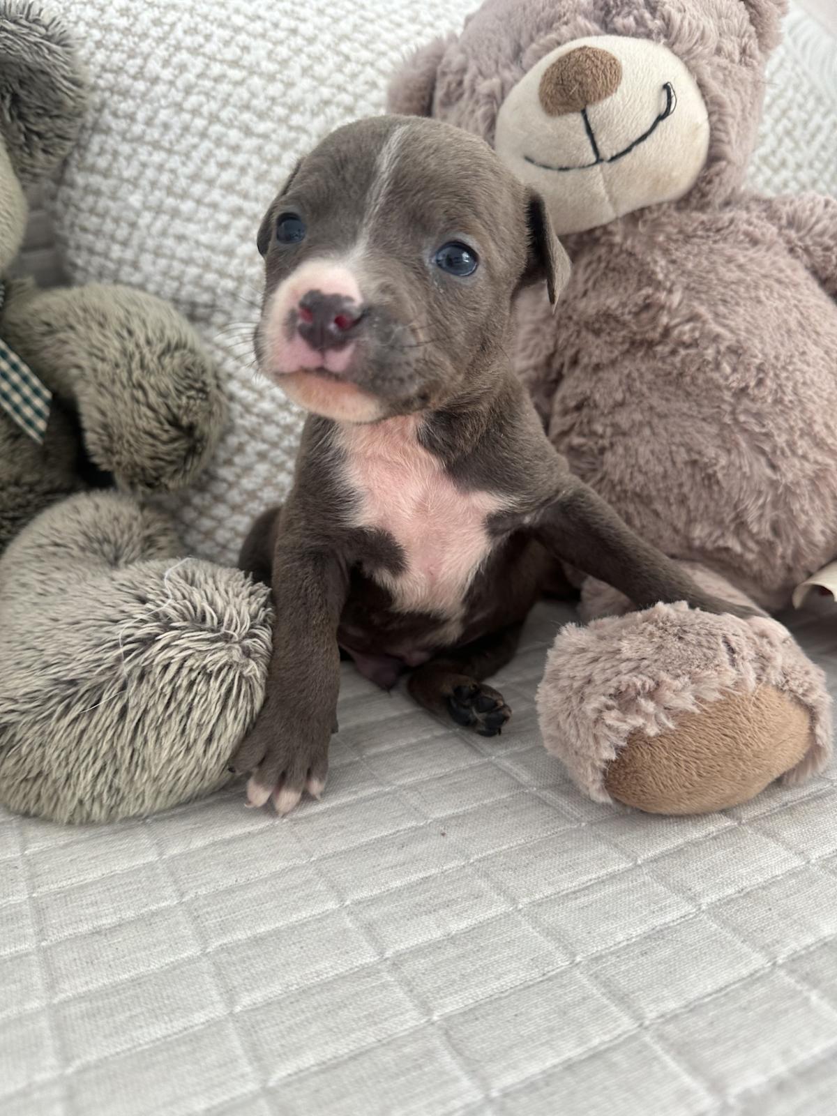 Leon - PM25121 Leon - PM25121