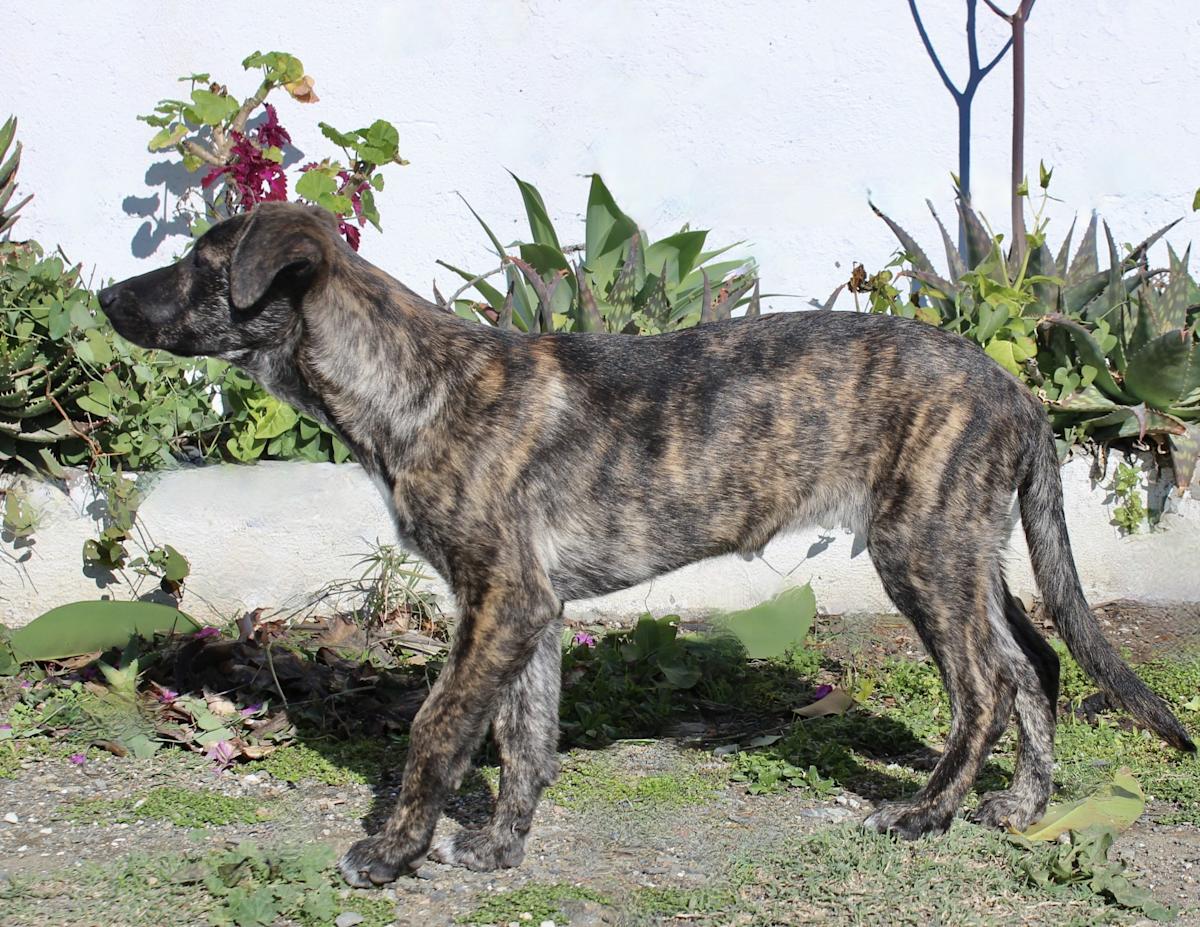 Chloe - PF25114 Chloe - PF25114