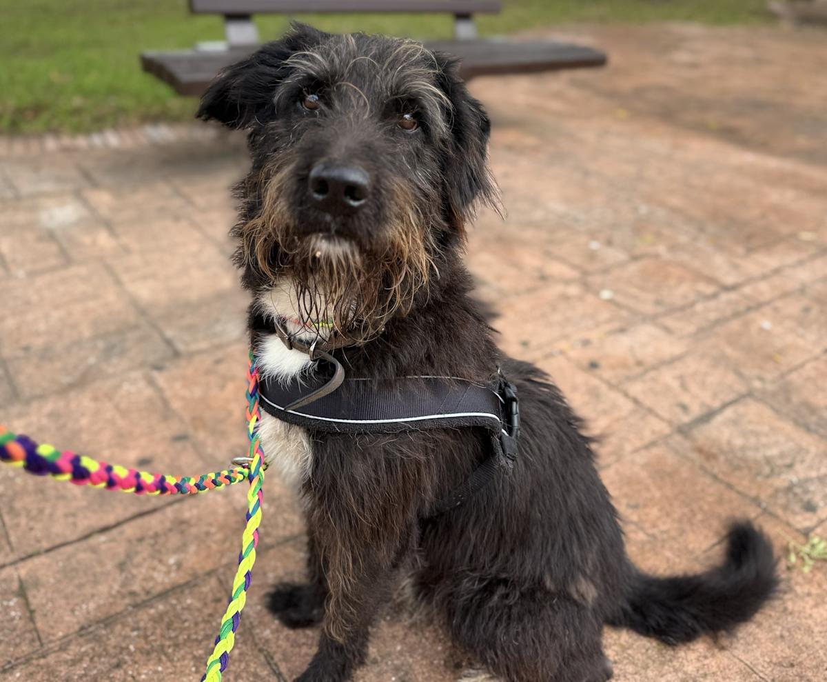 Leo - AM25237 Leo - AM25237