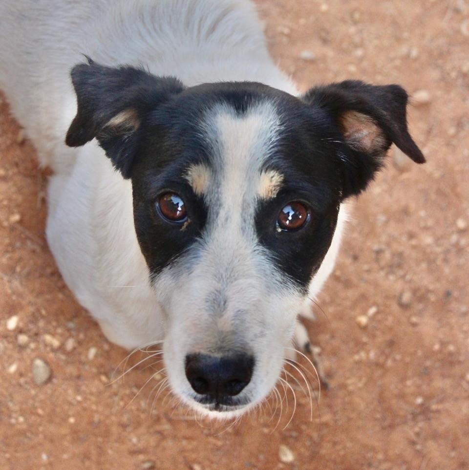 Pancho  - AM25156 Pancho  - AM25156