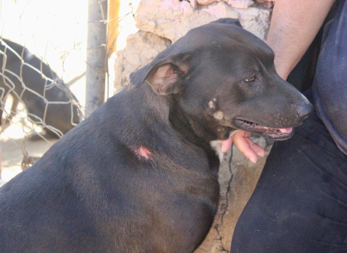 Timmy - AM25201PL Timmy - AM25201PL