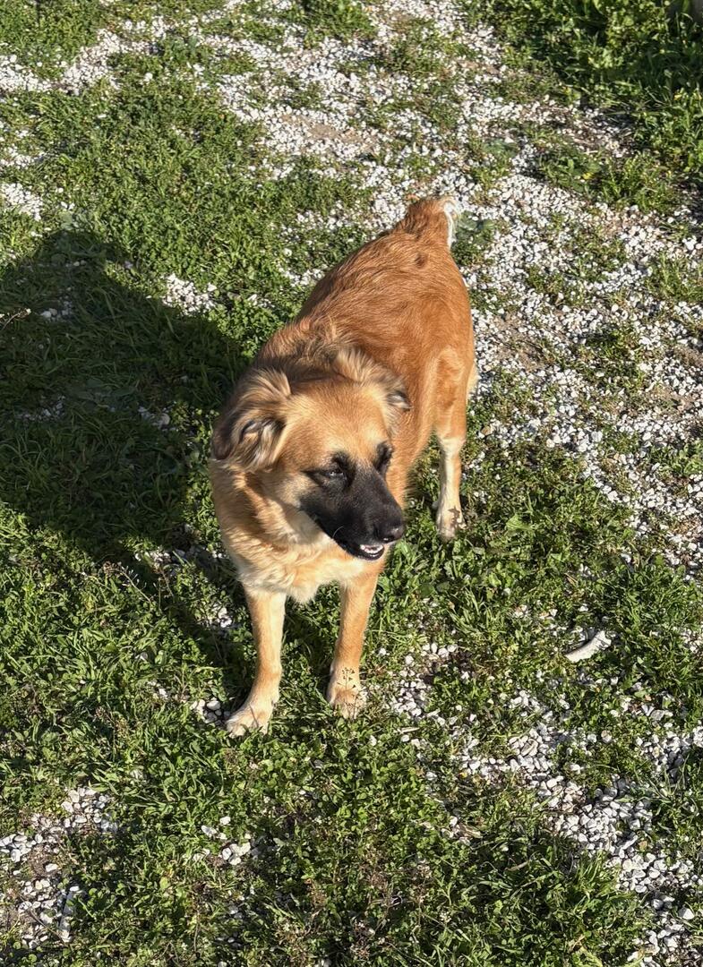 Phoebe and Dobie  - AF26250