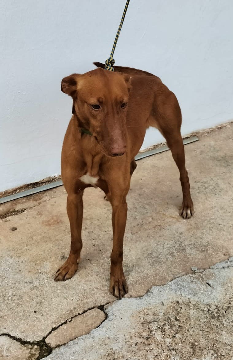 Canelo - AM25133 Canelo - AM25133