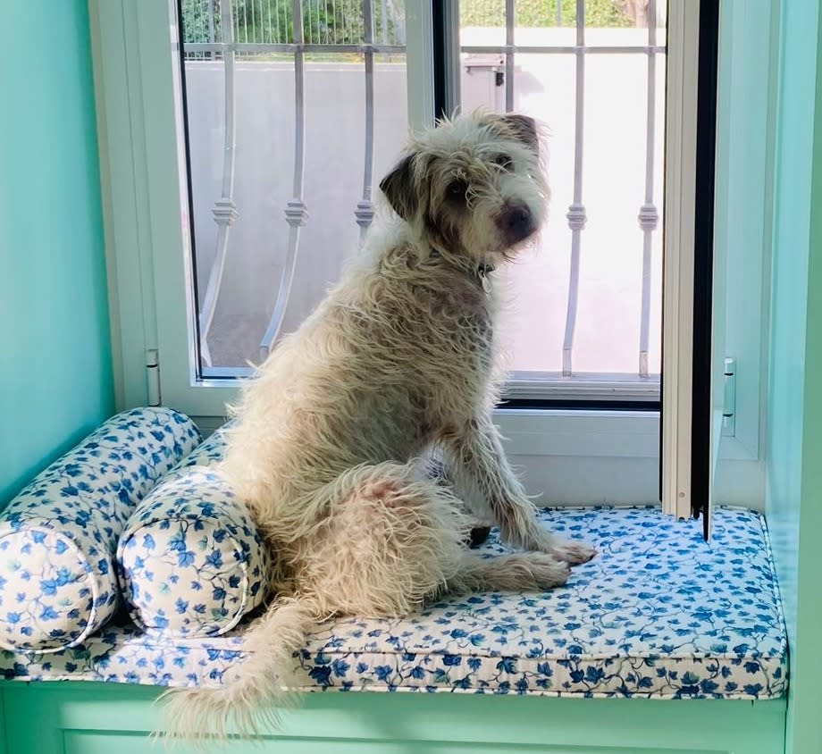 Dotty - YF25215 Dotty - YF25215