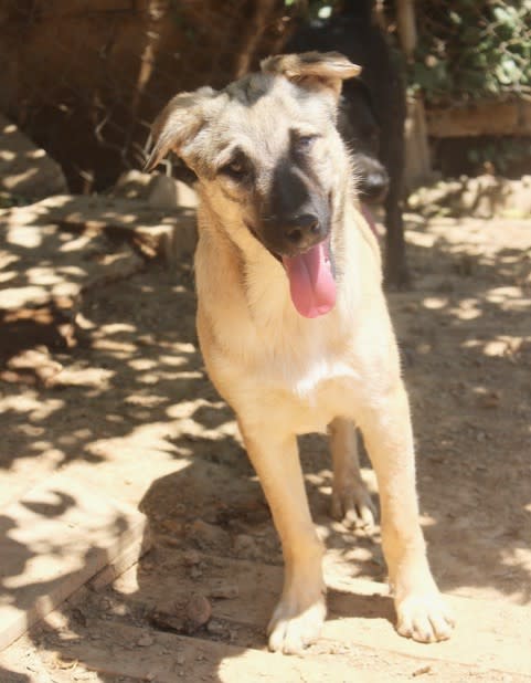 Chester - YM24107PL Chester - YM24107PL