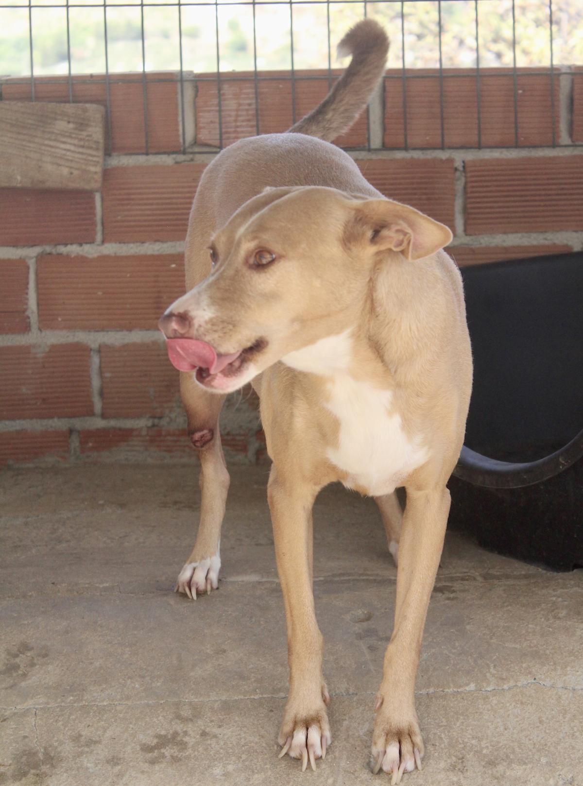 Monty - AM24106PL Monty - AM24106PL