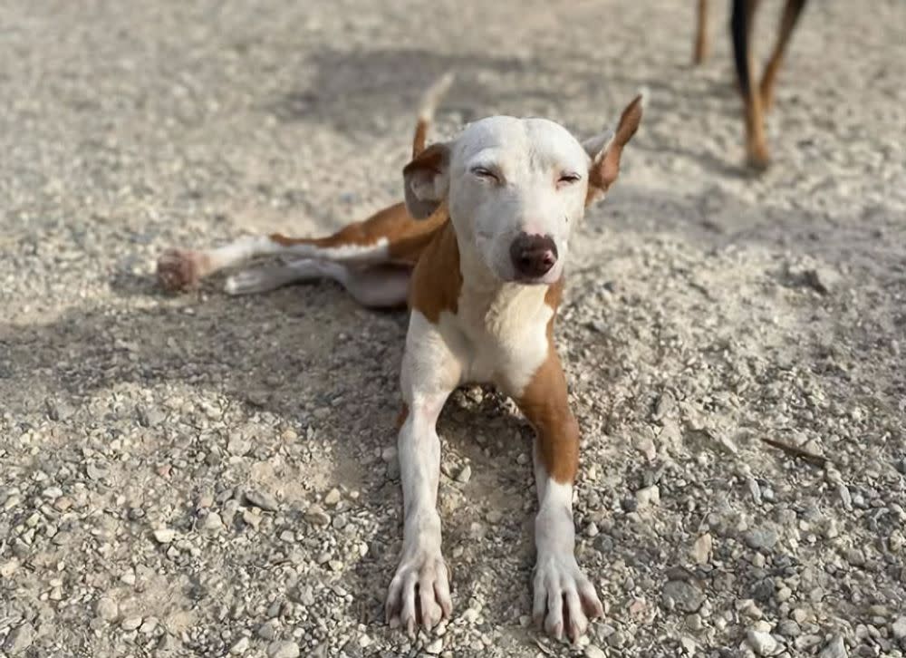 Cleo - YM25213AD Cleo - YM25213AD