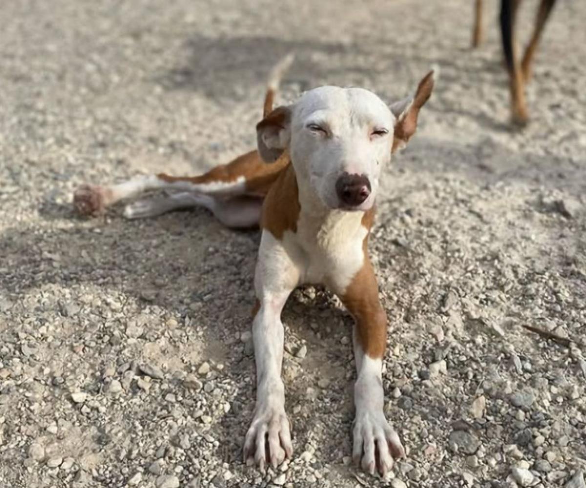 Cleo - YM25213AD Cleo - YM25213AD