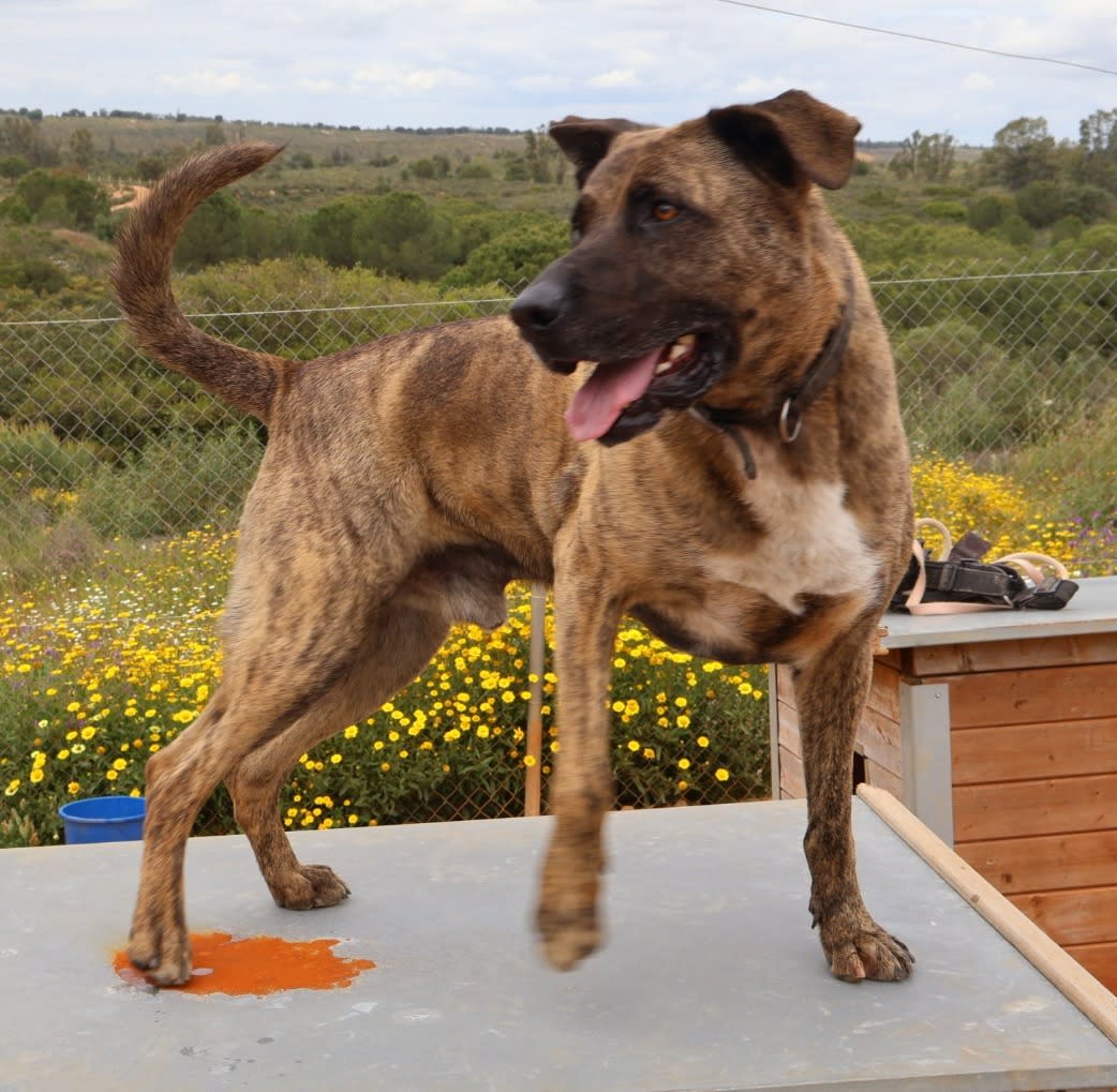 Israel - AM25225 Israel - AM25225