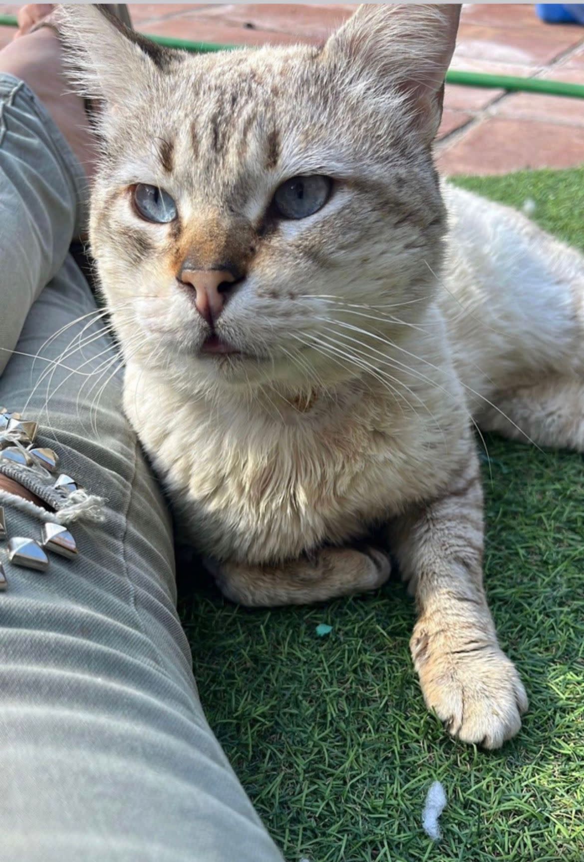 Coco - AM2478 Coco - AM2478