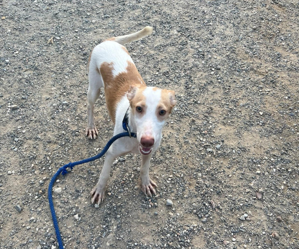 Liam - YM25215AD Liam - YM25215AD