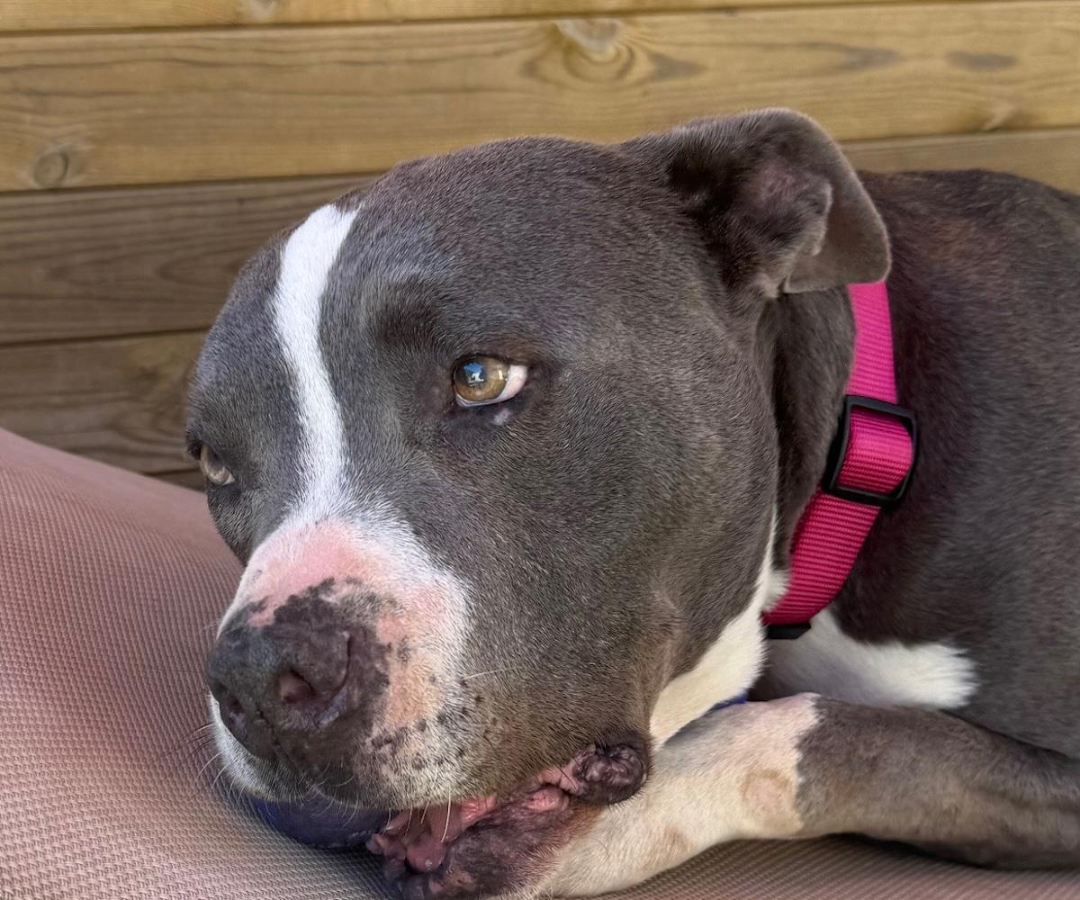 Zeus - AM26264ML Zeus - AM26264ML