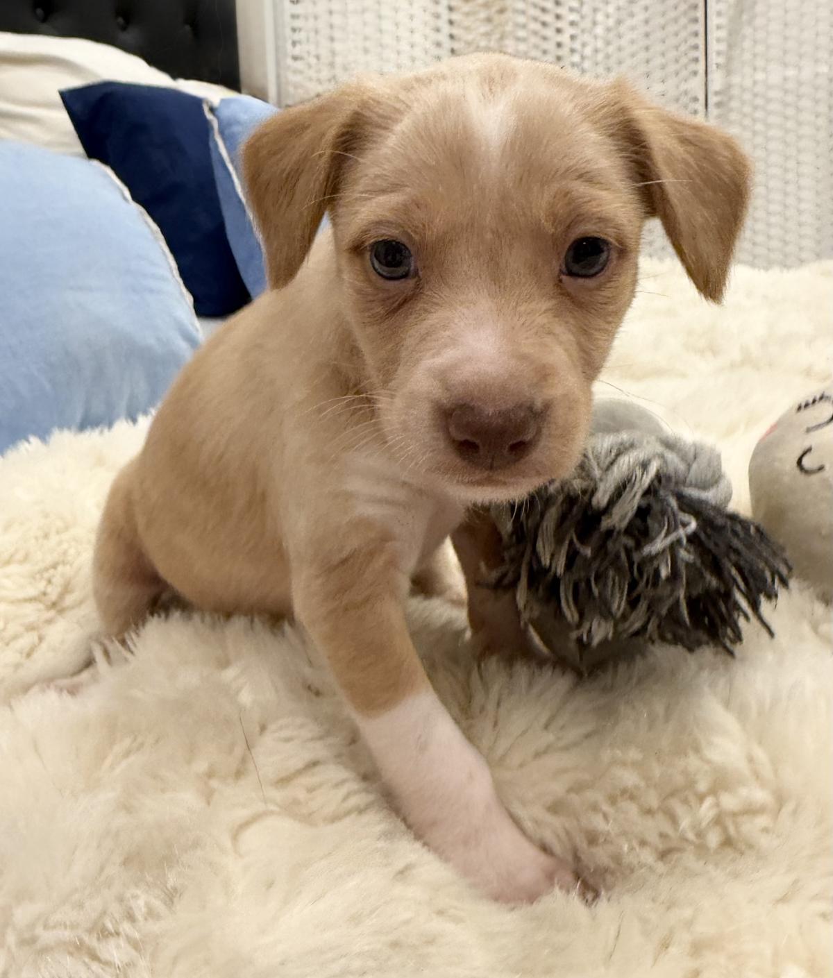 Alfie - PM26244TA Alfie - PM26244TA