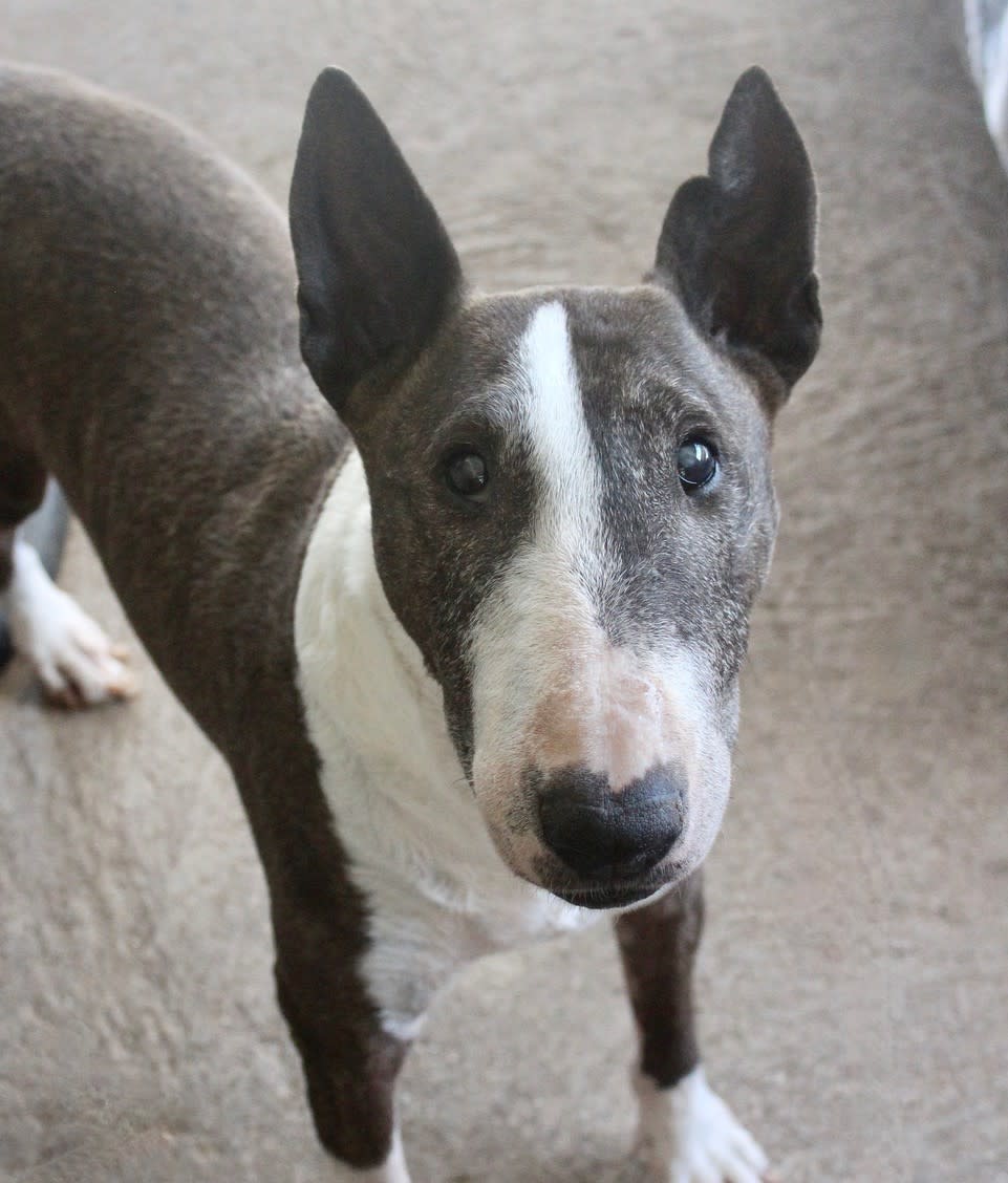 Peggy Sue - AF25216ML Peggy Sue - AF25216ML