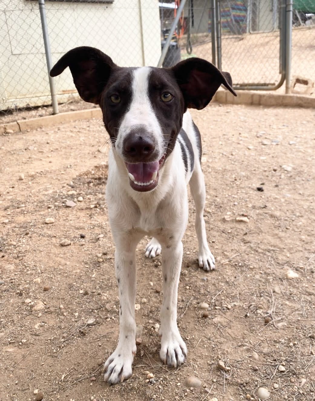Bentley - YM25198 Bentley - YM25198