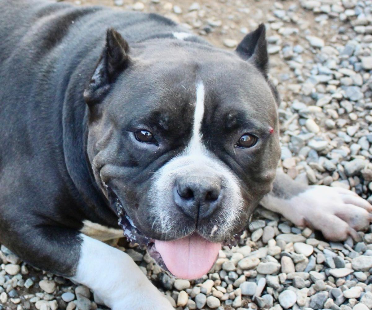 Chanel - AF25220ML Chanel - AF25220ML